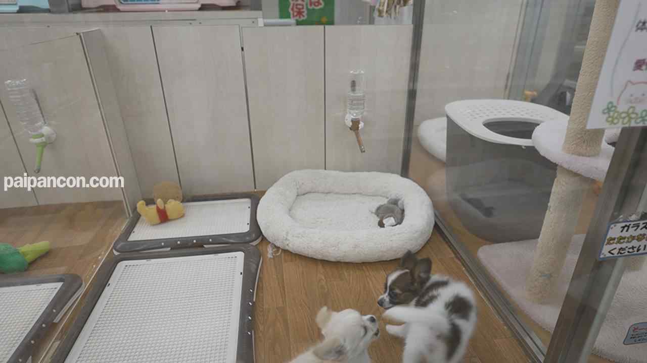 FC2-PPV-2395562 - 【FC2発撮り】顔出し！素人女子大生【限定】まゆ 10代**生「マジかよ!?こんな普通の女の子が…」ここでしかUPできない小動物系女子とお城系ホテルでリアルSEX。生ハメ中出し thumbnail_5.jpg